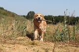 GOLDEN RETRIEVER 243